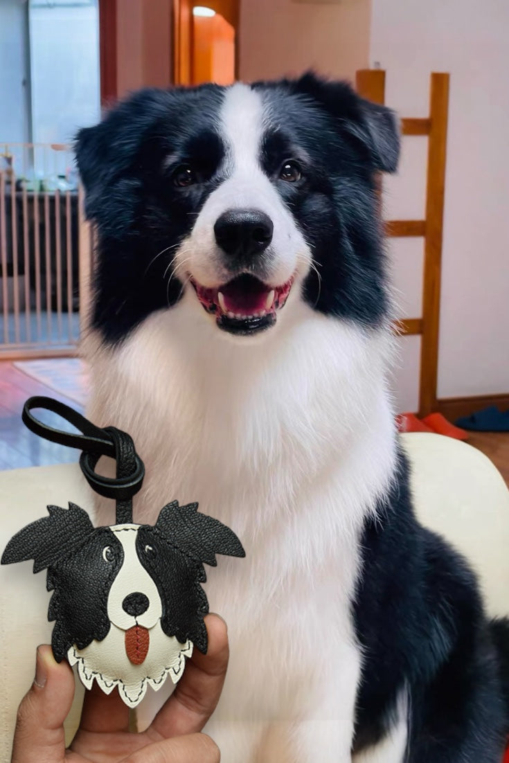 BORDER COLLIE CHARM